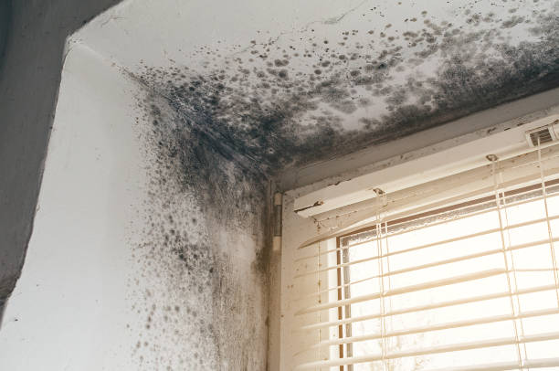 Affordable Bathroom Mold Removal solutions in Avenel, NJ